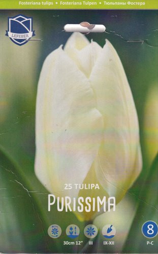 Тюльпан "Purissima" (1х25шт)