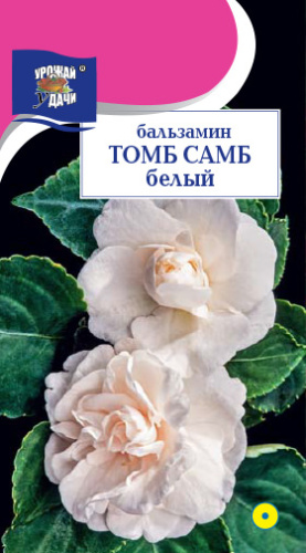 Бальзамин Том Самб Белый 