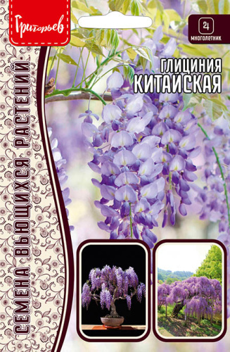 Глициния Китайская
