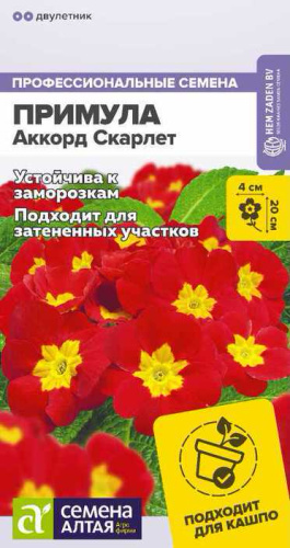 Примула Аккорд Скарлет