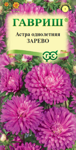 Астра Зарево карликовая