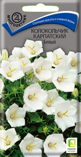 Колокольчик карпатский Белый