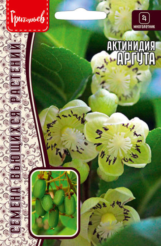 Актинидия Аргута
