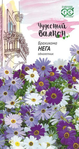 Брахикома Иберисолистная Нега 