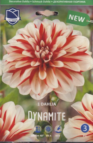 Георгина Динамит /1шт