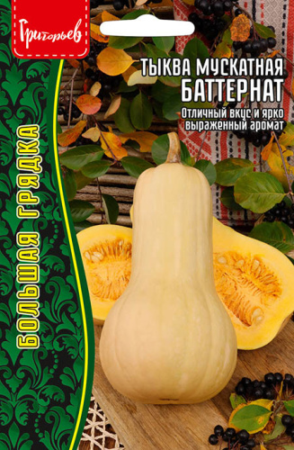 Тыква мускатная Баттернат