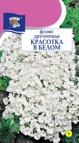 Флокс Красотка в белом