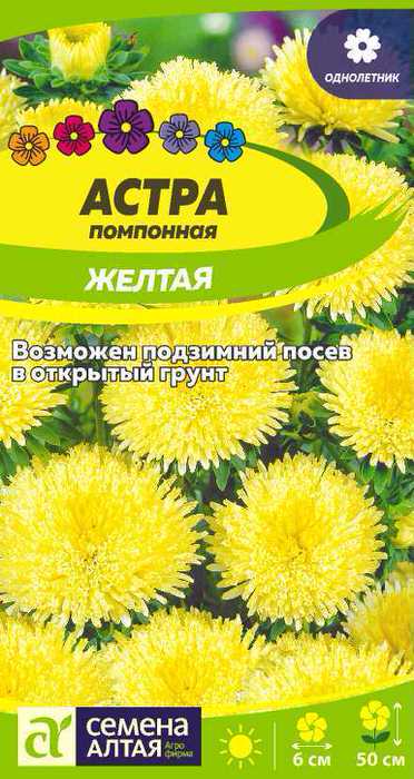 Астра Помпонная Жёлтая