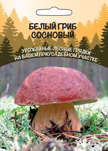 Белый Гриб Сосновый 