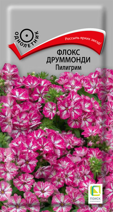 Флокс Пилигрим друммонда