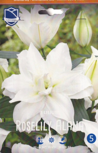 Лилия восточная Roselily Alana - double /3шт