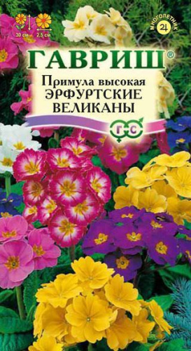 Примула высокая Эрфуртские Великаны  