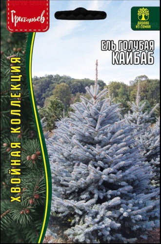 Ель Кайбаб голубая (Kaibab) 