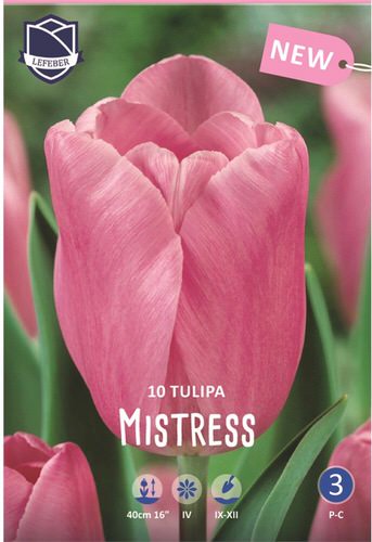 Тюльпан триумф "Mistress" (1х10шт)