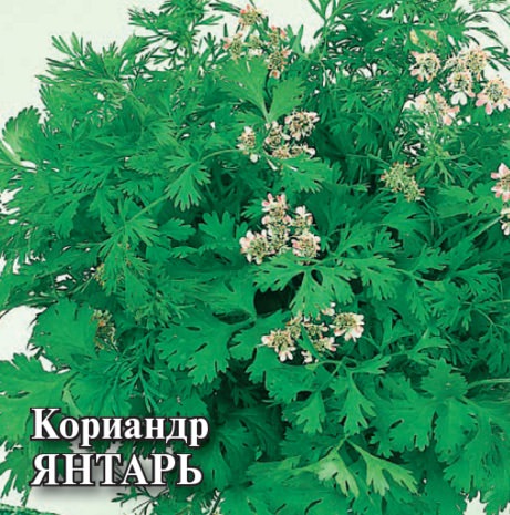 Кориандр Янтарь  25г