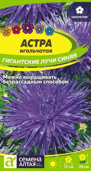 Астра Гигантские лучи Синяя