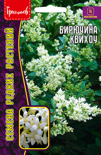 Бирючина Квихоу
