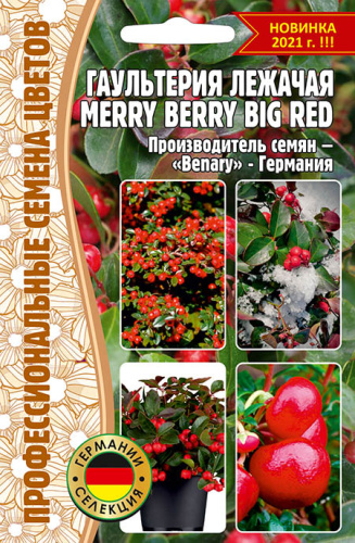 Гаультерия Мерри Берри Биг Ред (Merry Berry Big Red) лежачая