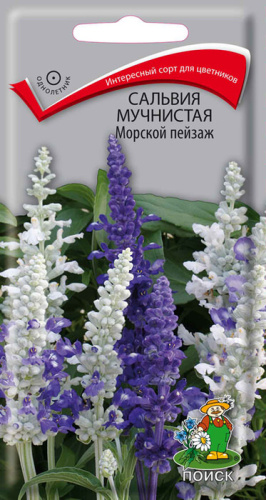 Сальвия мучнистая Морской пейзаж