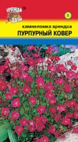 Камнеломка Арендса Пурпурный Ковер  купить