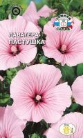 Лаватера Пастушка (трехмесячная) купить