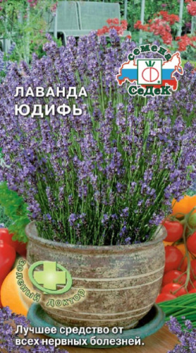 Лаванда Юдифь 