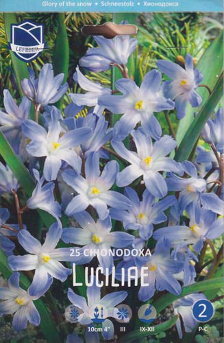 Хионодокса luciliae (1х25шт)