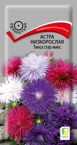 Астра Тиеса стар микс низкорослая