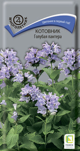 Котовник Голубая пантера