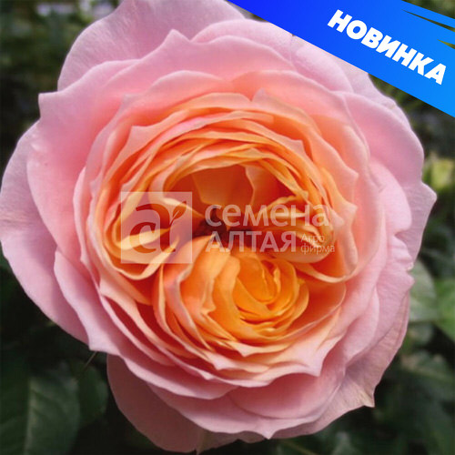 Роза Вувузелла
