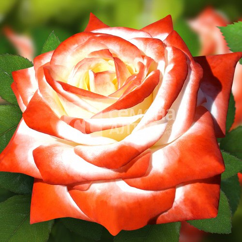 Роза Императрица Фарах