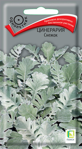 Цинерария Снежок