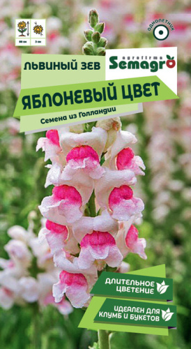 Львиный зев Яблоневый цвет