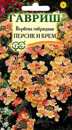 Вербена Персик и Крем гибридная