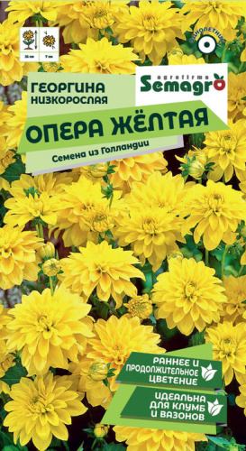 Георгина низкорослая Опера жёлтая 