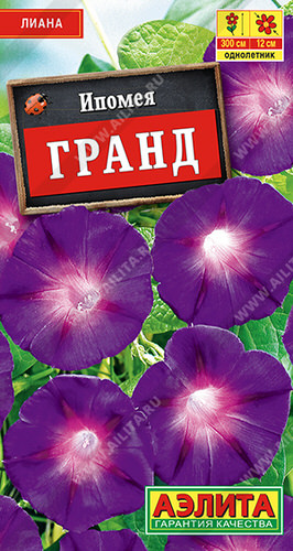 Ипомея пурпурная Гранд 