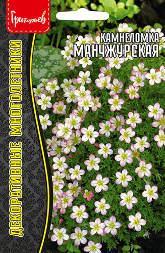 Камнеломка Манчжурская