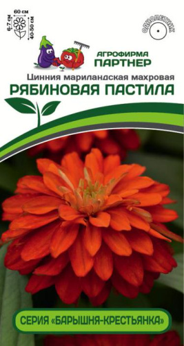 Цинния Рябиновая Пастила