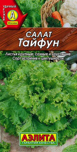 Салат Тайфун листовой 