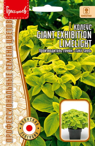Колеус Гигант Эксибишн Лаймлайт (Giant Exhibition Limelight)