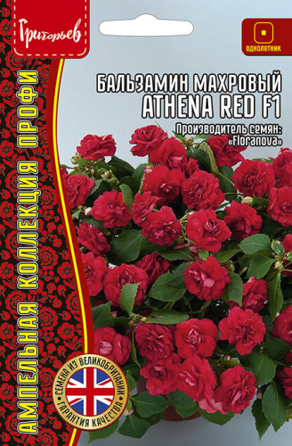 Бальзамин Афина F1 Ред (Athena Red) амп.