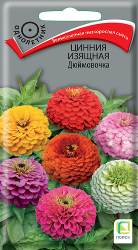 Цинния Дюймовочка изящная