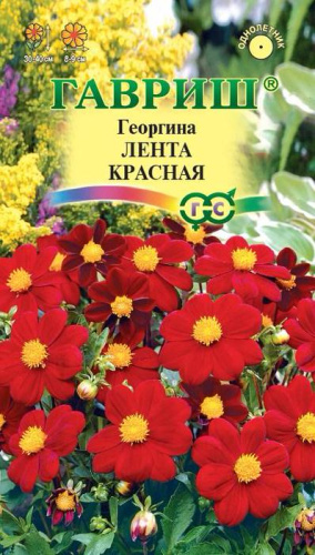 Георгина Лента красная 