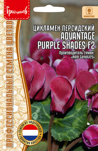 Цикламен Advantage Purple Shades F2 персидский