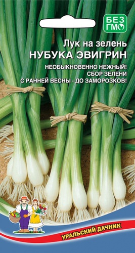 Лук Нубука Эвергрин, на зелень