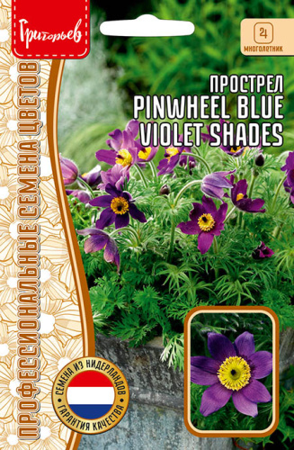 Прострел Pinwheel Blue Violet Shades