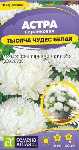 Астра Тысяча чудес Белая карликовая 