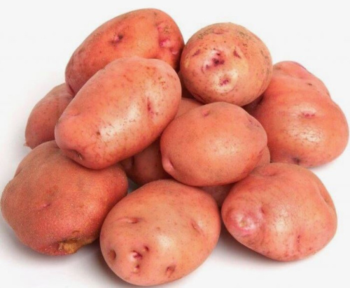 Картофель семенной Снегирь 2кг (суперэлита)