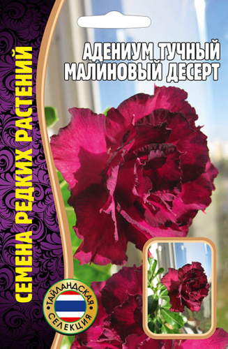 Адениум Малиновый Десерт