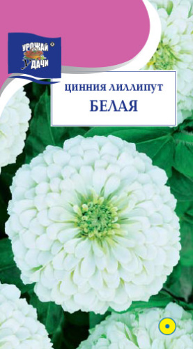 Цинния лиллипут Белая 
